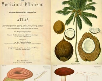 Köhler's Medizinal-Pflanzen - Herbs Botany Botanica Herbal - 4 Rare Old Volumes (Digital Download)