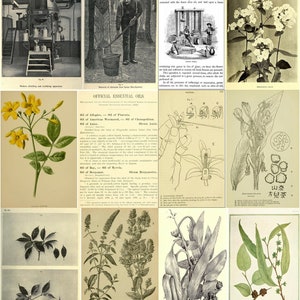 K&ouml;nnte beinhalten: Ein vintage illustrierter Leitfaden f&uuml;r &auml;therische &Ouml;le mit botanischen Illustrationen verschiedener Pflanzen, darunter eine Nahaufnahme einer Blume, ein Diagramm der Pflanzenstruktur und eine detaillierte Zeichnung eines Blattes. Der Text enth&auml;lt die Namen der &Ouml;le, ihre botanischen Urspr&uuml;nge und ihre Verwendung.