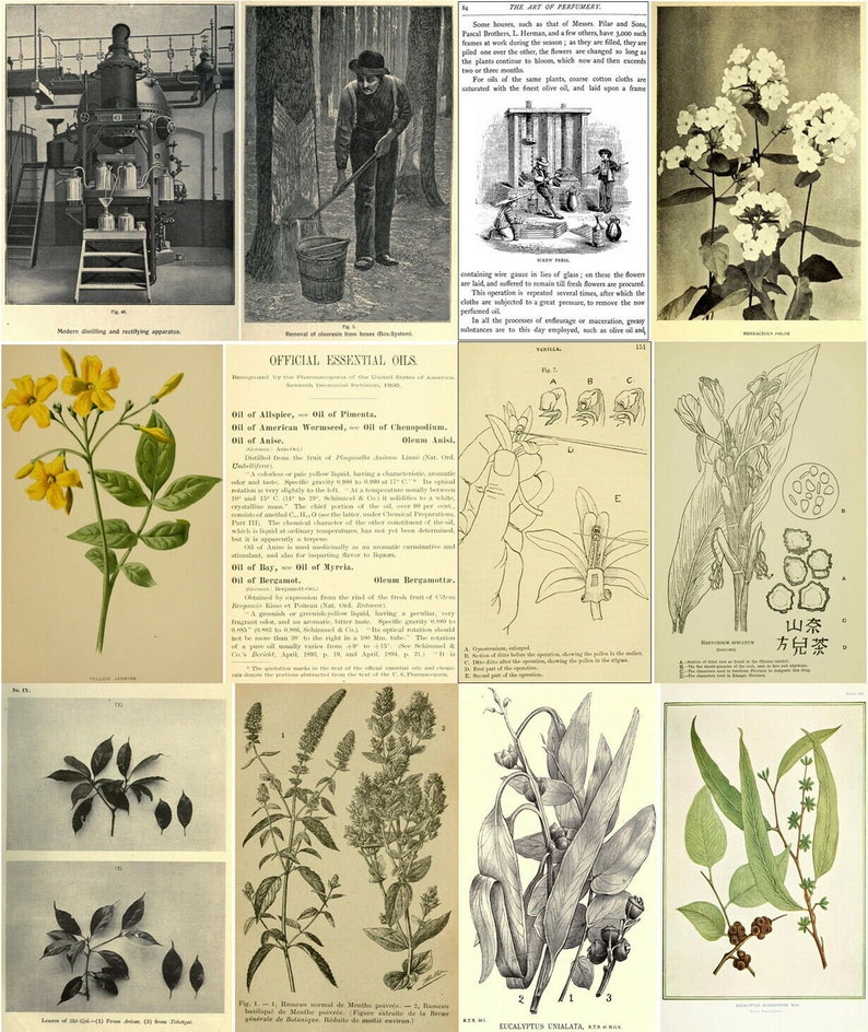 K&ouml;nnte beinhalten: Ein vintage illustrierter Leitfaden f&uuml;r &auml;therische &Ouml;le mit botanischen Illustrationen verschiedener Pflanzen, darunter eine Nahaufnahme einer Blume, ein Diagramm der Pflanzenstruktur und eine detaillierte Zeichnung eines Blattes. Der Text enth&auml;lt die Namen der &Ouml;le, ihre botanischen Urspr&uuml;nge und ihre Verwendung.