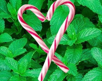 Peppermint Tea (organic)