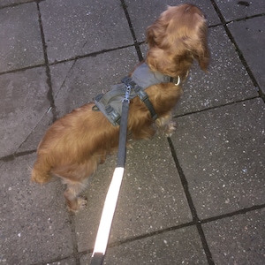 May include: A brown and white dog wearing a grey harness and a reflective lead. The dog is walking on a grey concrete surface.