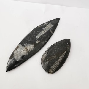 石ミネラル ヴィンテージ レア 天然 Orthoceras 化石 頭足動物 シェル 2 個セット