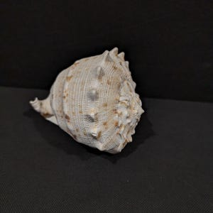Könnte beinhalten: Eine große, strukturierte Muschel in Creme- und Beigetönen. Die Muschel hat eine spiralförmige Form und eine raue, unebene Oberfläche. Diese natürliche Muschel ist ein dekorativer Gegenstand.