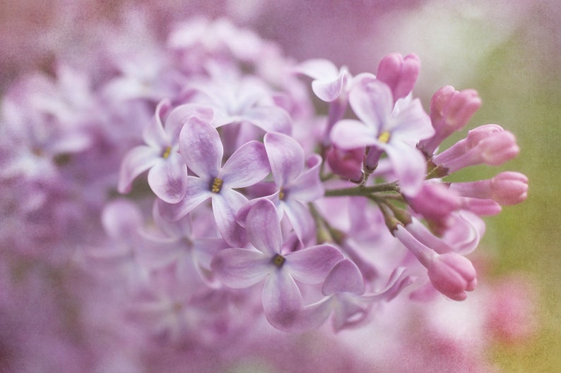 Lilac Art Print Set of 4 Prints Lilac Flower Photography Etsy