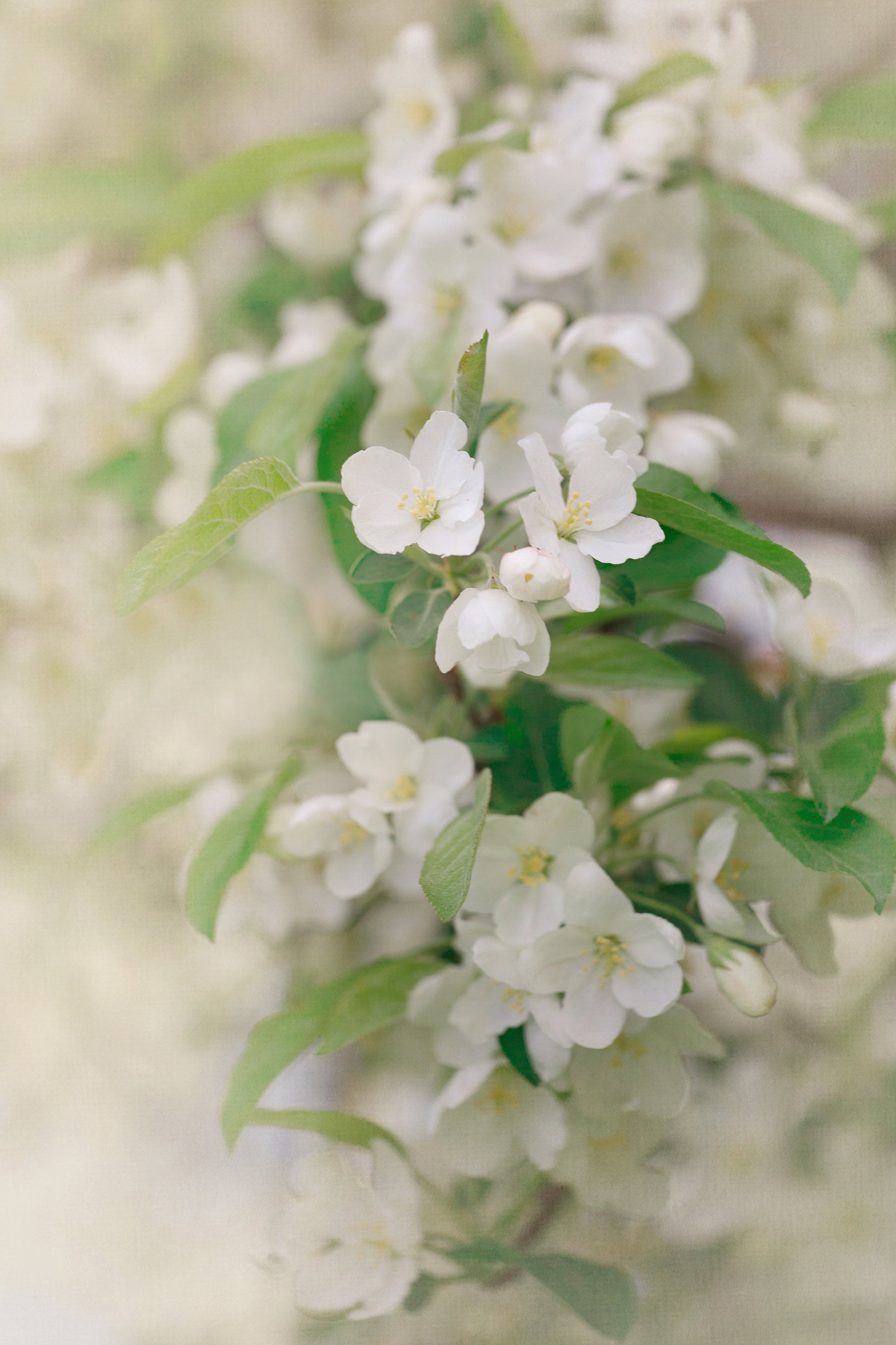 Sage and Cream Floral Wall Art Shabby Chic Light Green Etsy