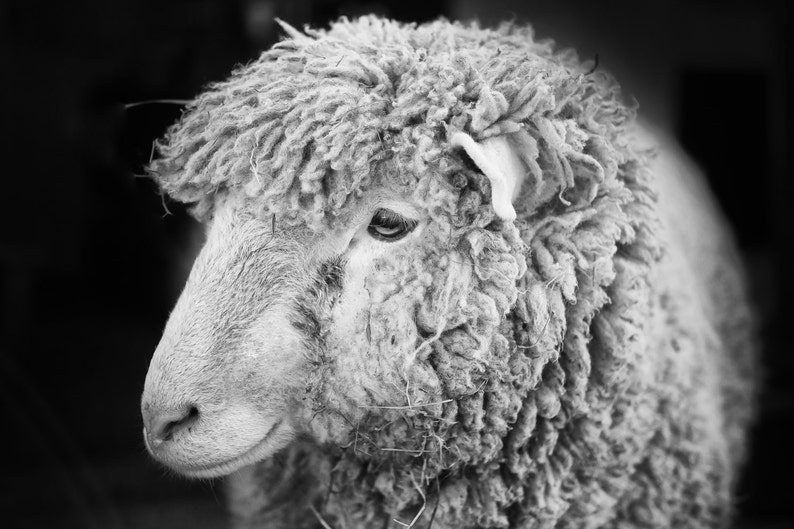 Black and White Sheep Photo Print smiling Sheep Art Rustic Etsy
