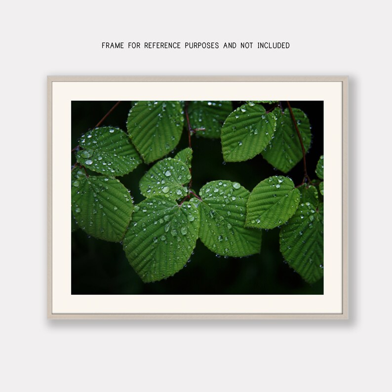 Green Nature Wall Art Emerald Green Leaf Photo Print Nature Etsy