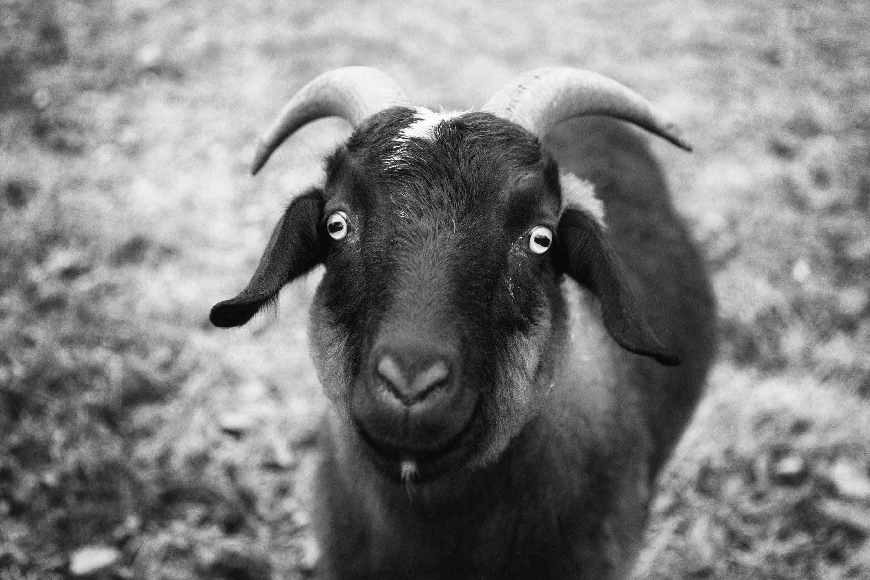 Set of Four 4 Goat Photo Prints Goat Wall Art Whimsical Etsy