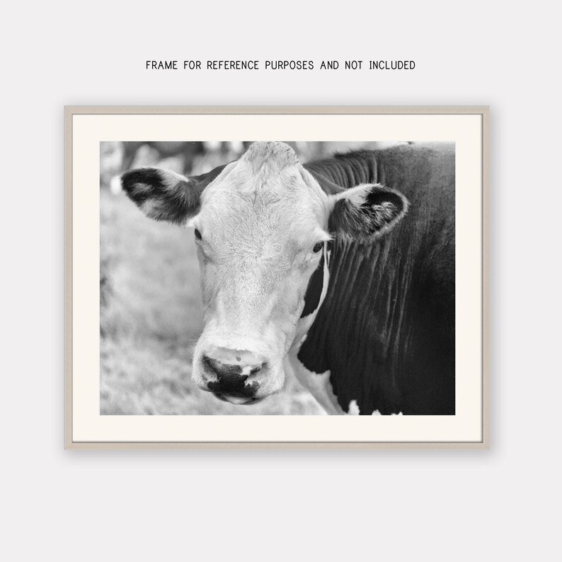 Cow Photo Art Black and White Farm Animal Print Farm Fine Etsy