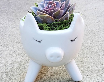 Cutie white baby piggy pig animal planter pot with living real succulent ( pig planter, farm animal, animal lover, pig pet)