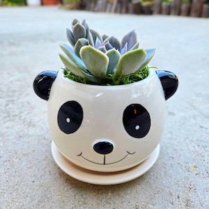 Panda lover adorable  kids planter pot with succulent