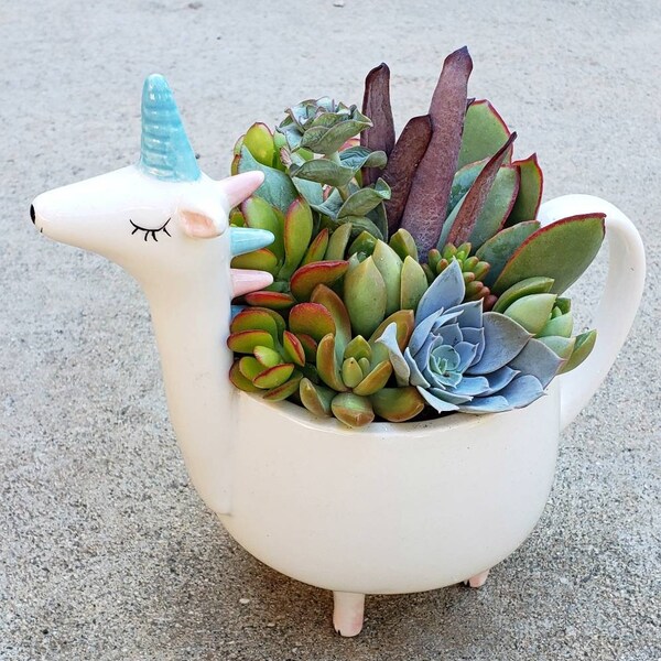 Beautiful magical Unicorn planter with colorful gorgeous succulent arrangement