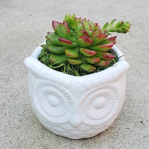 May include: A succulent plant with green and red leaves in a white ceramic owl planter.