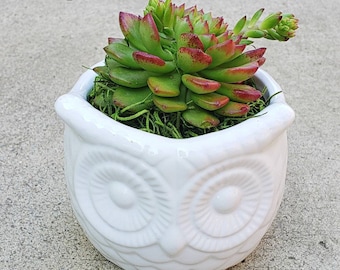 Ceramic Owl Planter Pot with Living Succulent