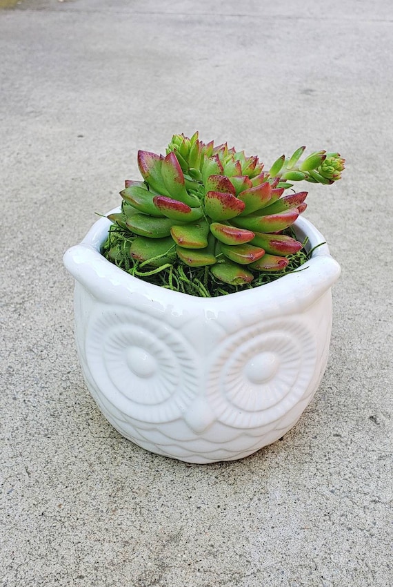 Ceramic Owl Planter Pot with Living Succulent