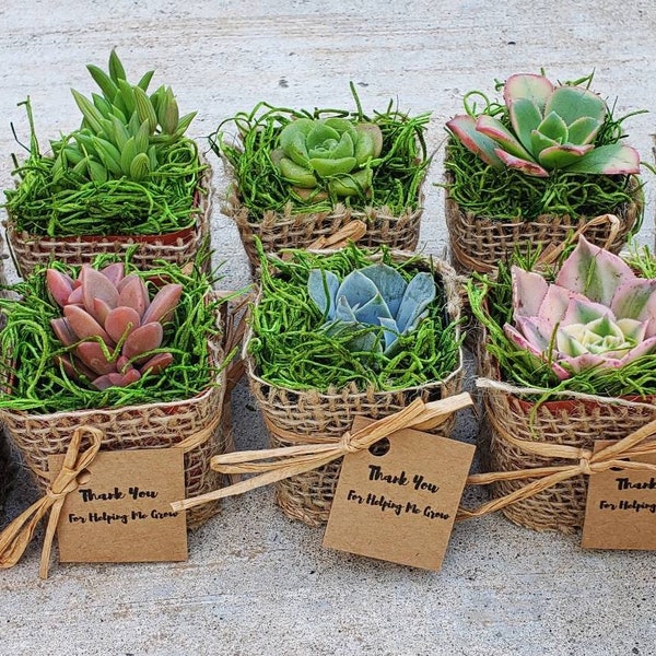 Rustic burlap wrap living succulent party favors with  custom tags!!!! ( wedding,  teacher appreciation, baptism, businesses, grand opening)