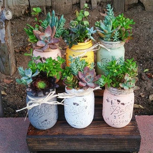 Super cute rustic mason jar living succulent arrangement centerpiece ( wedding/ gift/ showers/ birthdays) customize I can paint any color!