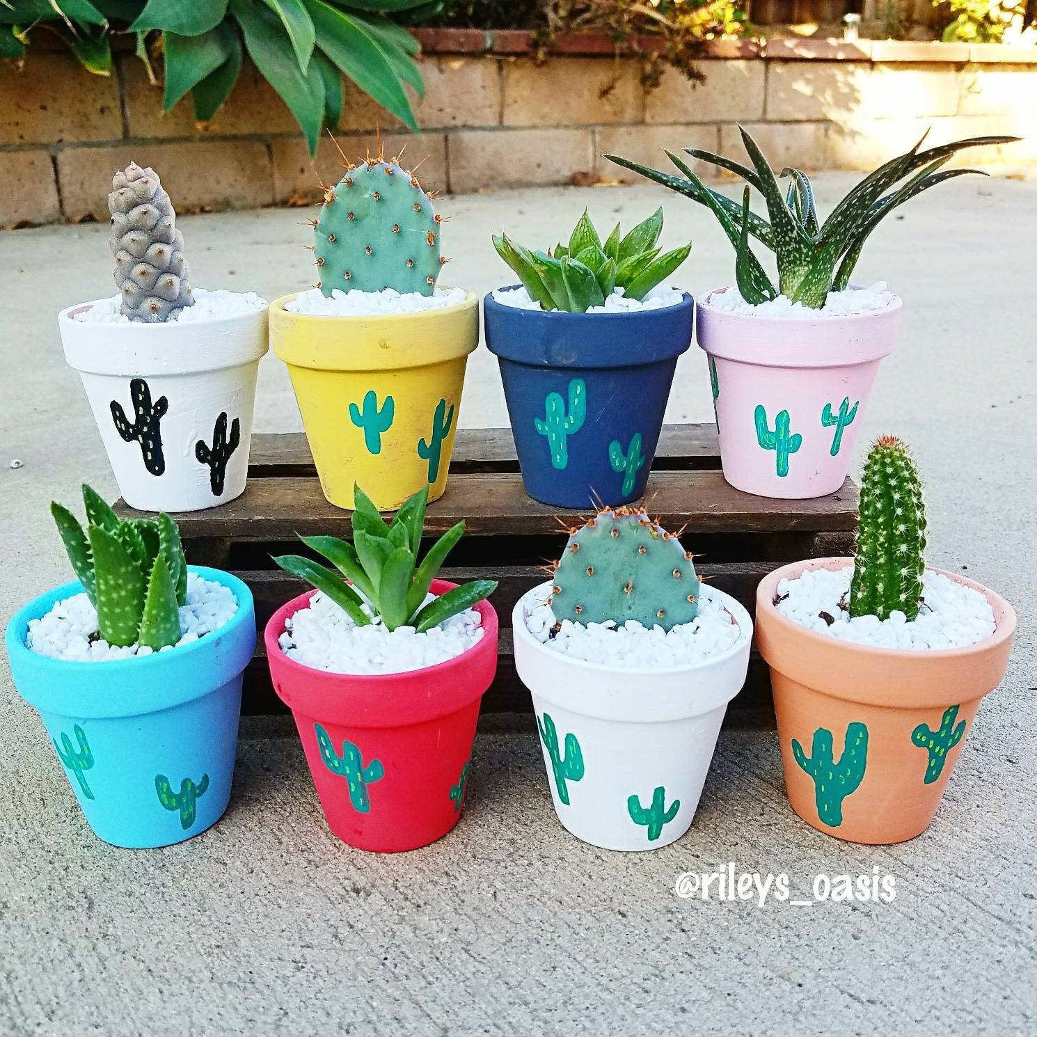 Hand-Painted Terra Cotta Succulent Pot: Custom Colors, 2.5 Inch