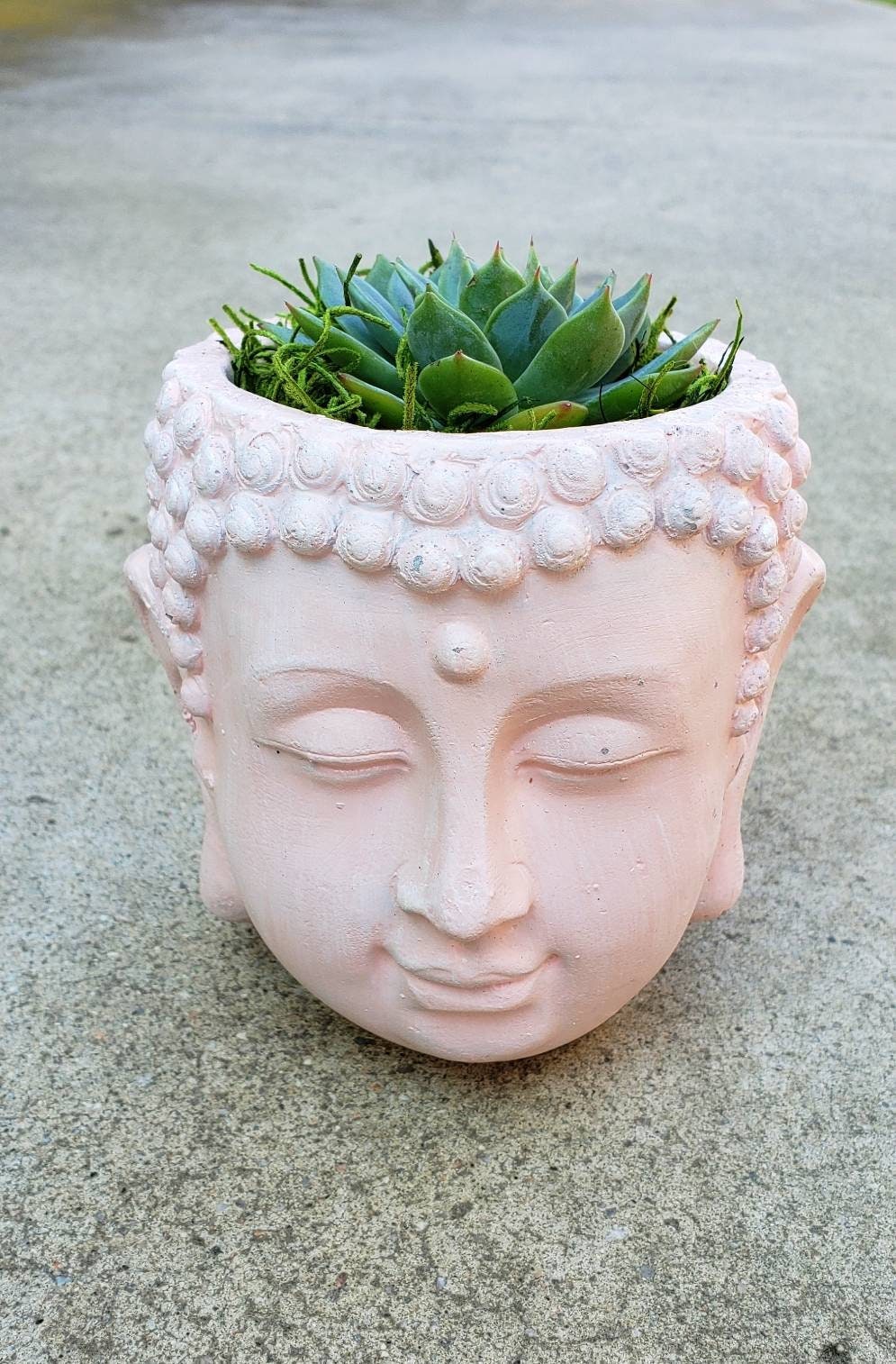 12+ Buddha Plant Pot