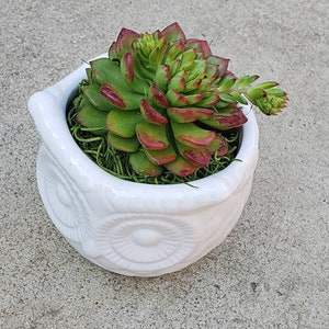 May include: A succulent plant with green and red leaves in a white owl-shaped planter. The planter has a textured surface and two large eyes.