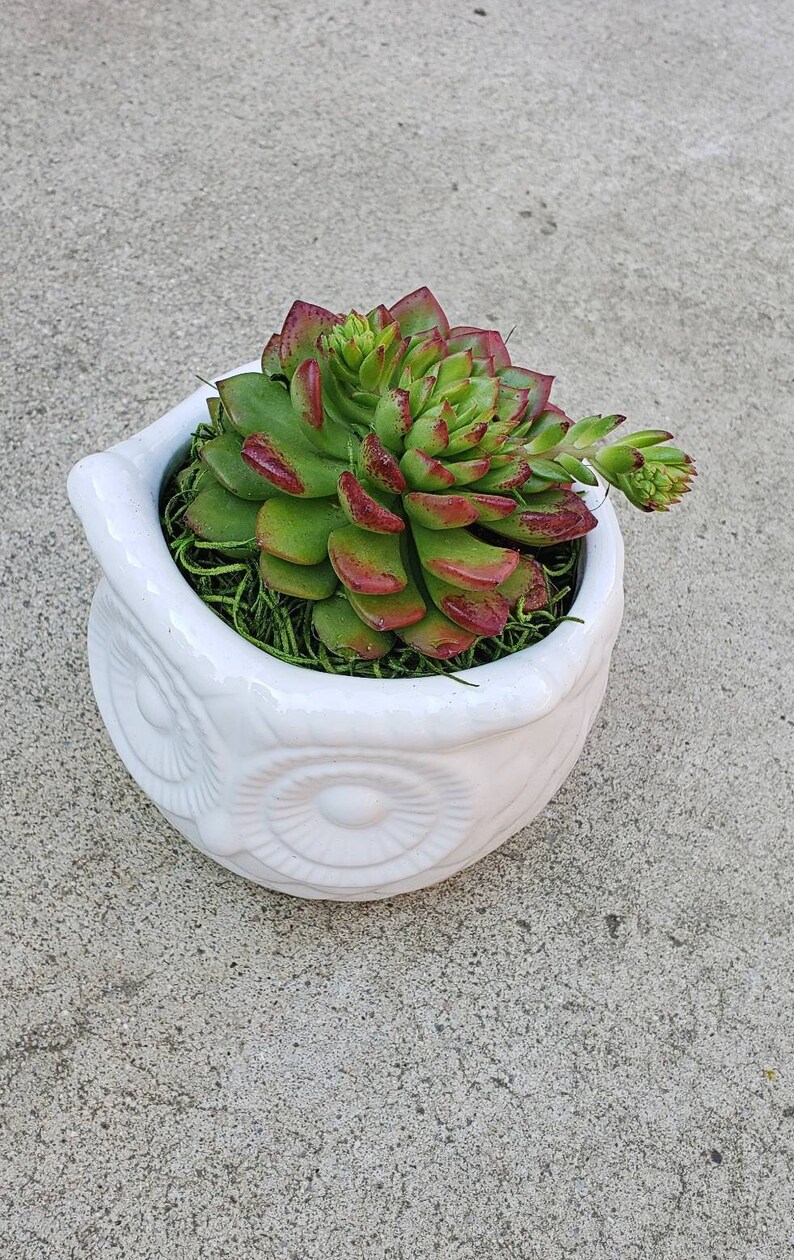May include: A succulent plant with green and red leaves in a white owl-shaped planter. The planter has a textured surface and two large eyes.