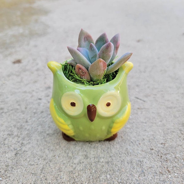 Adorable baby owl ceramic planter pot with real living succulent