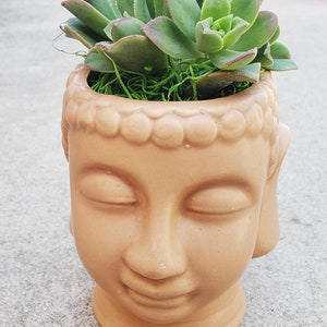 May include: A terracotta-colored ceramic planter shaped like a Buddha's head, with a succulent plant growing inside. The succulent has green leaves with reddish edges.