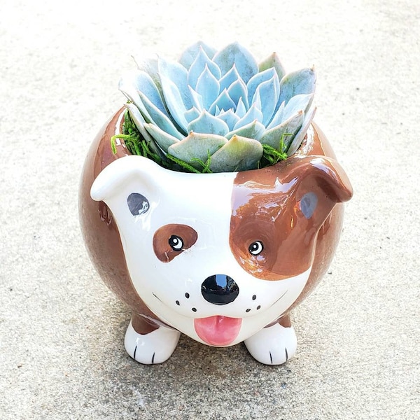 ENGLISH Bulldog ceramic planter pot with real living succulent ( animal lover, dog mom, dog dad , dog baby, dog lover)