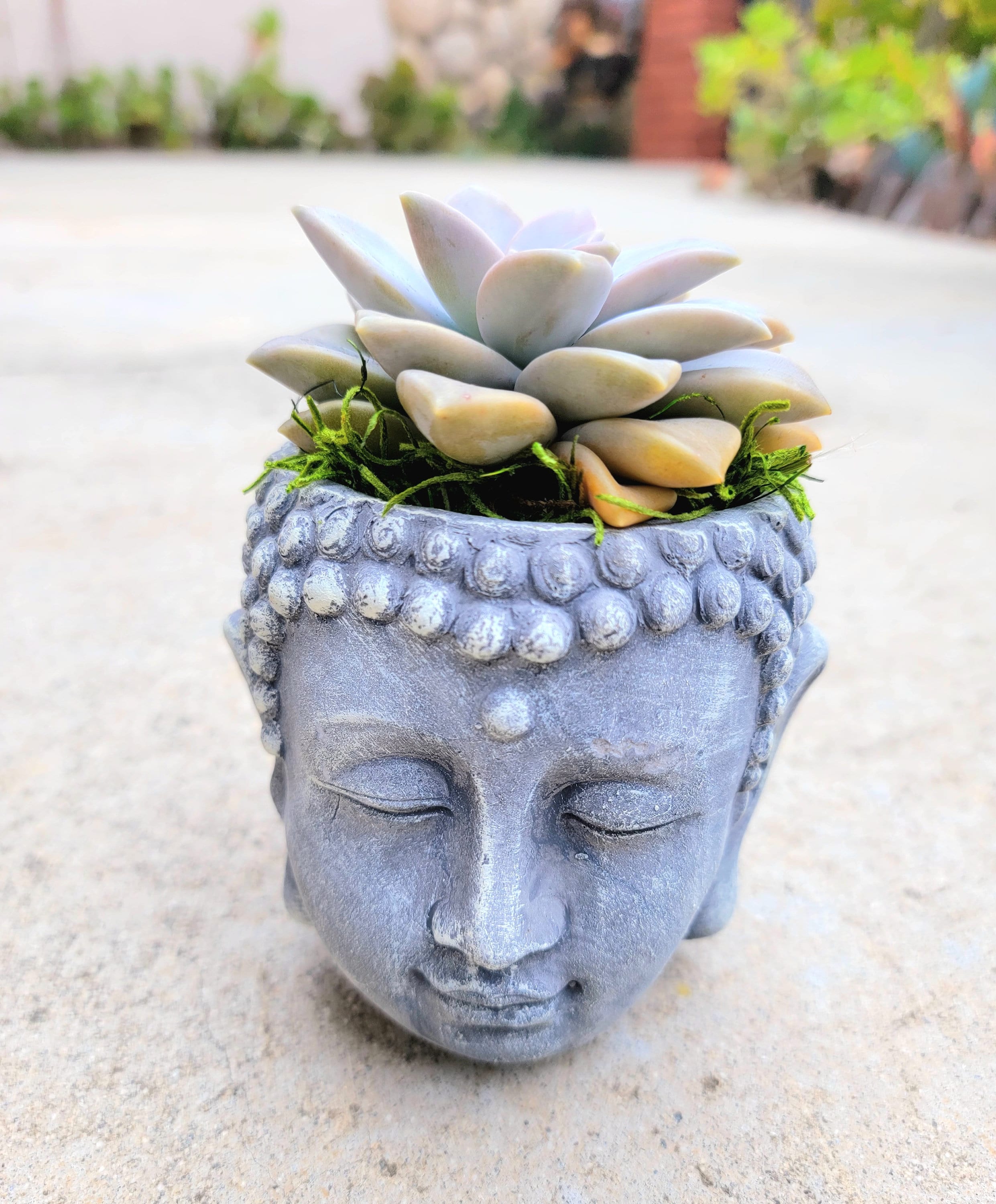 Terra Cotta Buddha Head Planter With Live Succulent - Etsy Israel