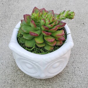 May include: A succulent plant with green and red leaves in a white owl-shaped planter.