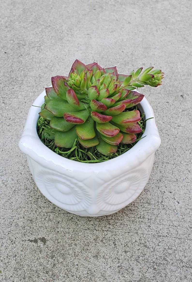 May include: A succulent plant with green and red leaves in a white owl-shaped planter.