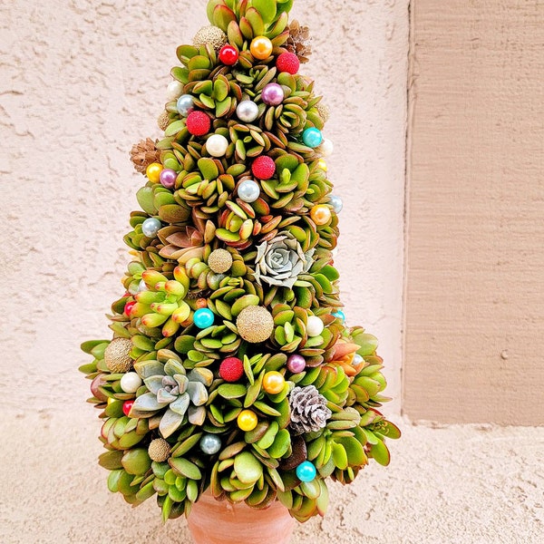 Unqiue one of a kind real living  Succulent Christmas tree with rustic pot