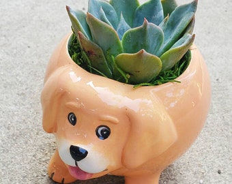 Golden Retreiver, LABRADOR dog ceramic planter pot with real living succlent ( dog parents , dog lover, dog pet)