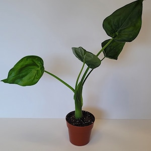 Live Plant - Alocasia cucullata Elephant Ear Chinese Taro Tropical Bulb