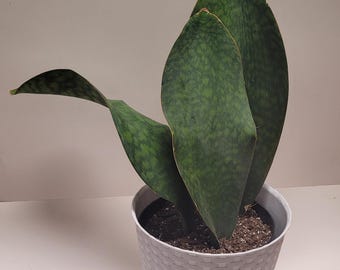 Live Bare Root Plant - Dracaena/Sansevieria masoniana 'Whale Fin' Snake Plant