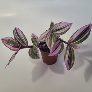Live Plant - Tradescantia albiflora &#39;Nanouk&#39; Pink Tricolor Succulent