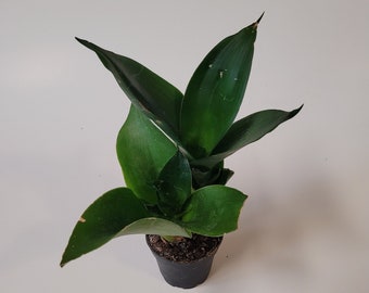 Dwarf Sansevieria 'Black Jade' plant with imperfections .18