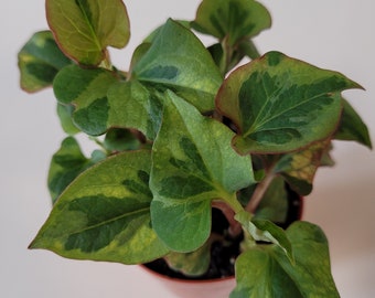 Chameleon Plant Etsy