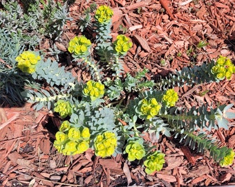 Japanese Spurge Etsy