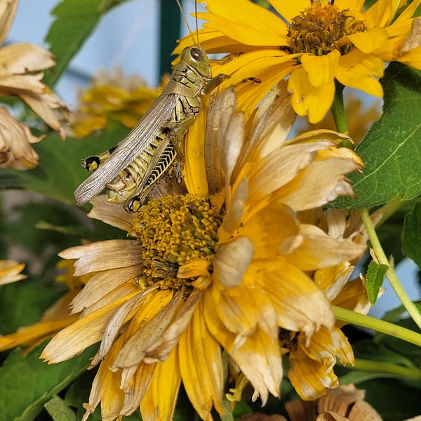 25 Seeds - Heliopsis helianthoides 'Summer Sun' Perennial in Zones 3 - 9