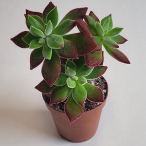 May include: A potted succulent plant with green and burgundy leaves. The plant has multiple rosettes of thick, fleshy leaves with a velvety texture. The leaves transition from green to burgundy at the edges. The plant is in a small brown plastic pot.