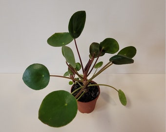 Pilea peperomioides Friendship Plant