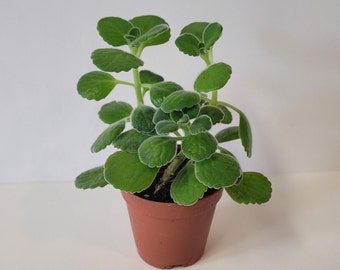 Live Plant - Plectranthus tomentosa Lime Scented Succulent