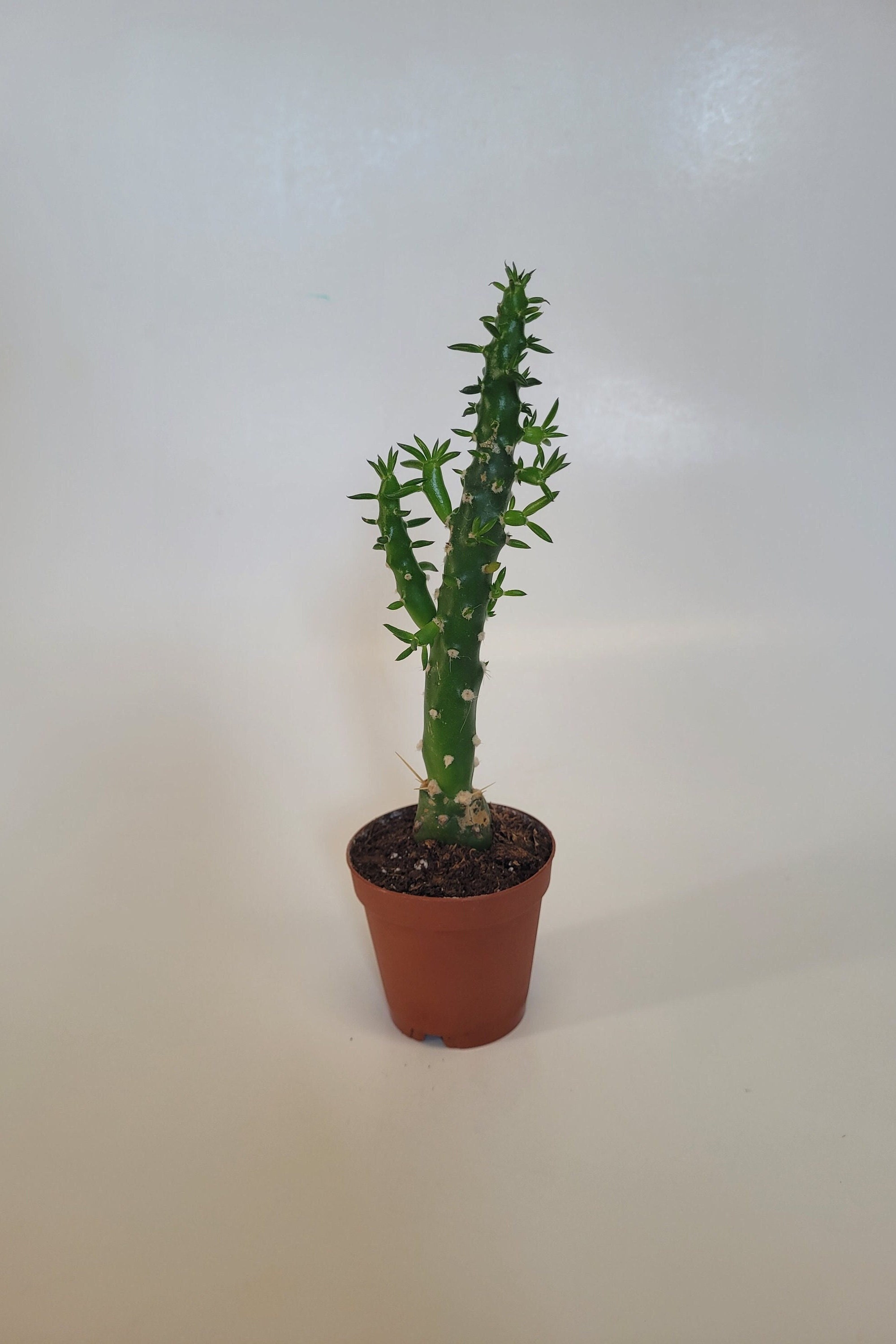 Euphorbia Monstrose - Etsy