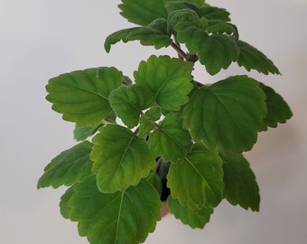 Live Plant - Plectranthus ernstii 'Mint Bonsai' Caudex