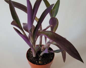 Live Plant - Setcresea pallida 'Purple Heart' Succulent