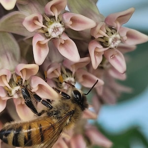 50 Seeds - Asclepias syriaca &#39;Common Milkweed&#39; Hardiness Zones 3-9