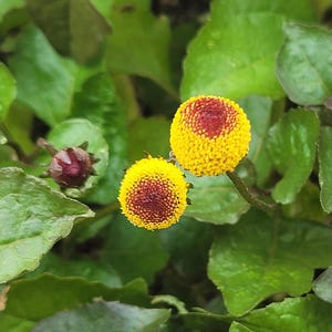 Eyeball Plant - Etsy