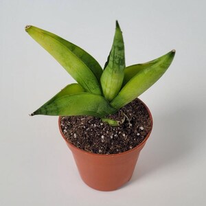 golden pothos moss pole Golden Pothos with Moss Pole, Tall main image 0