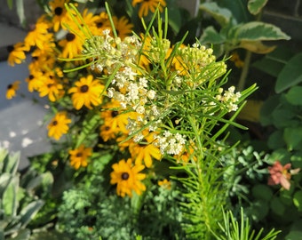 25 Seeds - Asclepias verticillata 'Whorled' Milkweed Perennial zones 3-10